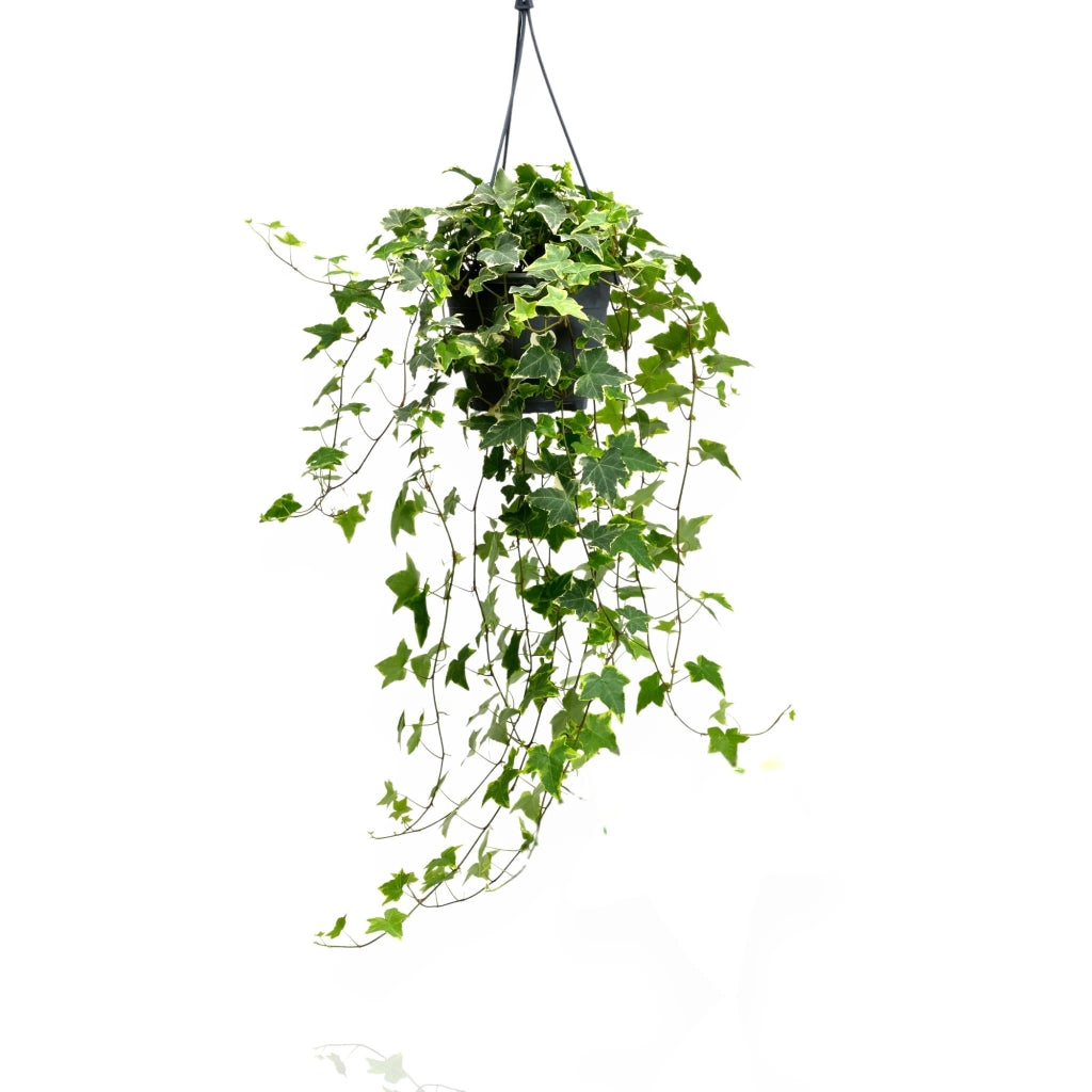 Gardenaria Edera - Hedera helix 'Goldchild' - Pianta da interno ornamentale Altezza: 50 cm (vaso 19)