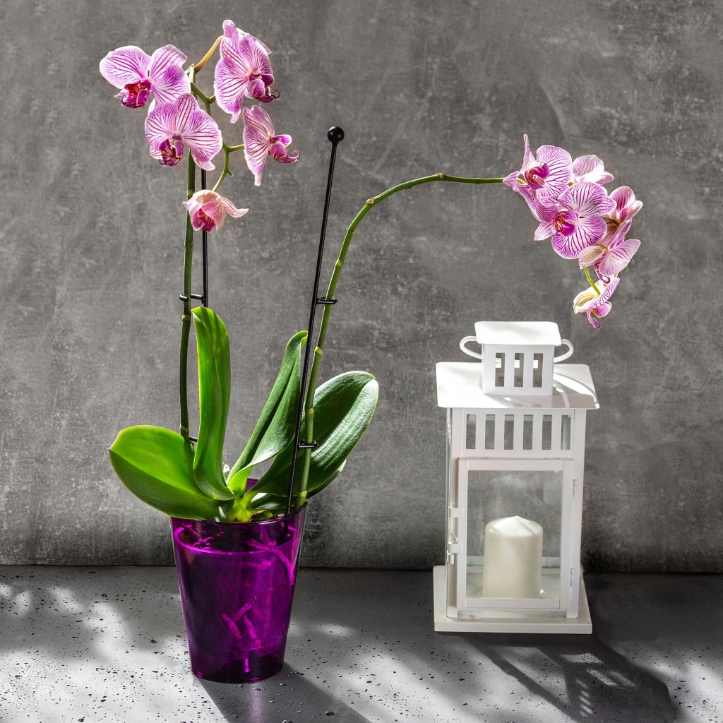 Vaso per orchidee KADAX in plastica, 12 cm, viola