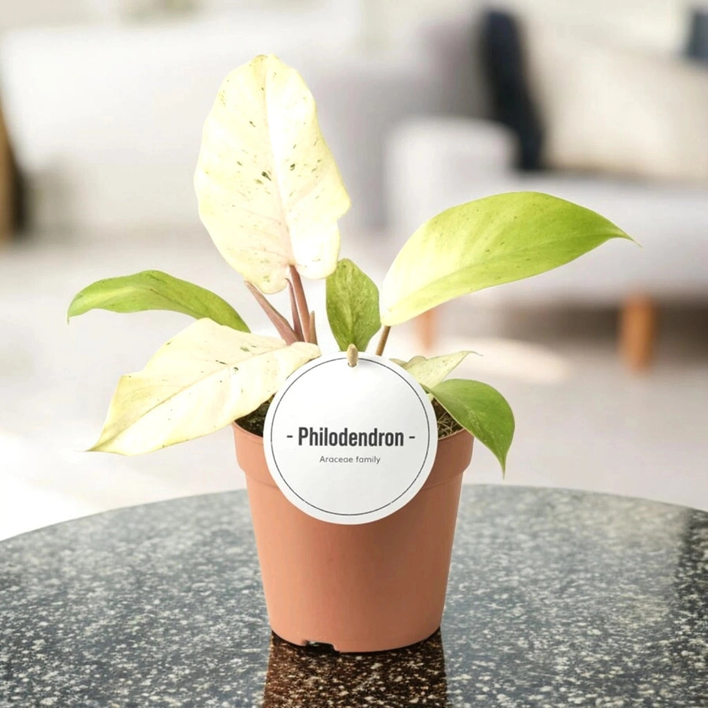 Gardenaria Philodendron 'Snowdrift' - Pianta da interno ornamentale Altezza: 30 cm (vaso 12)