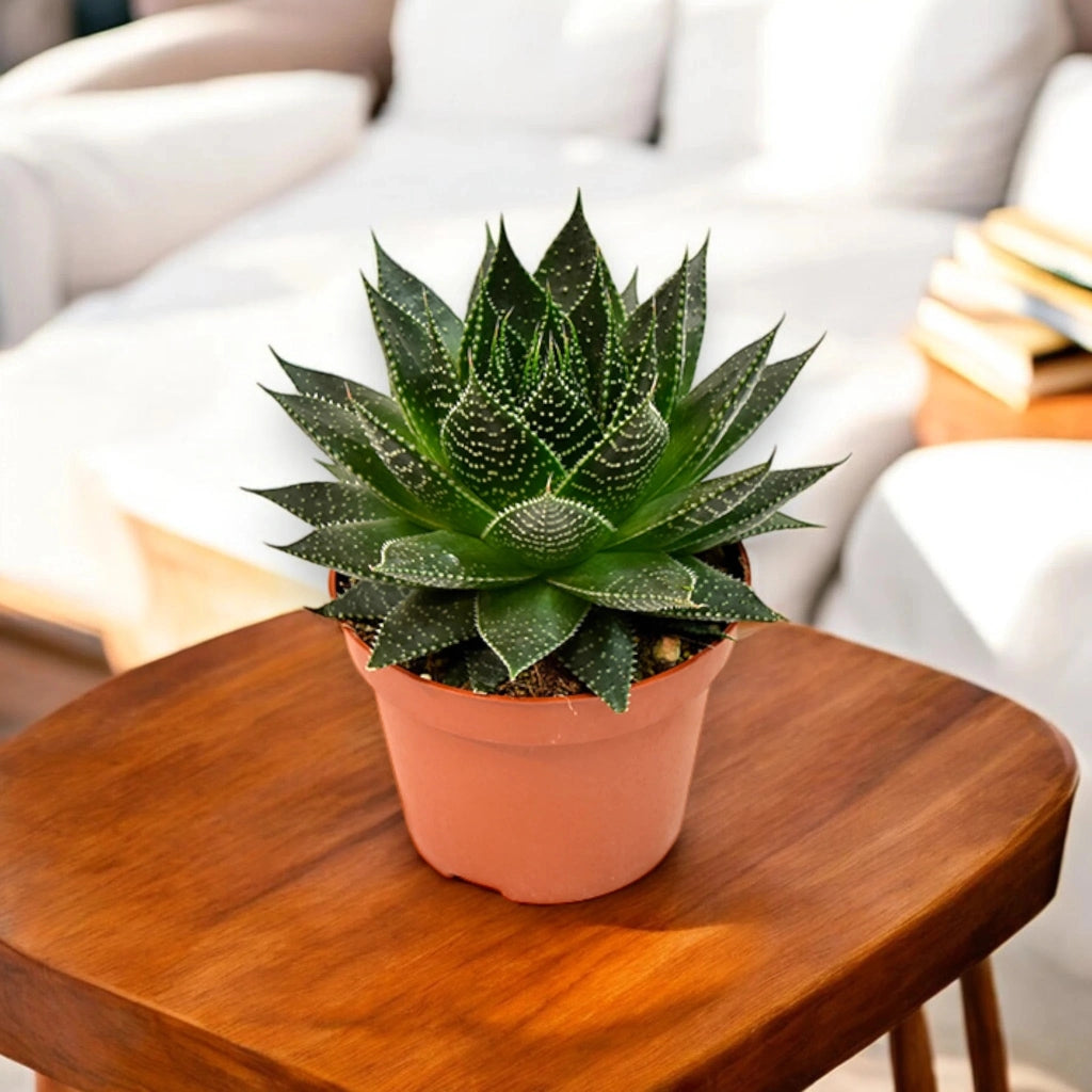 Gardenaria Aloe aristata 'Safari Ami' - Pianta da interno ornamentale Altezza: 15 cm (vaso 10)