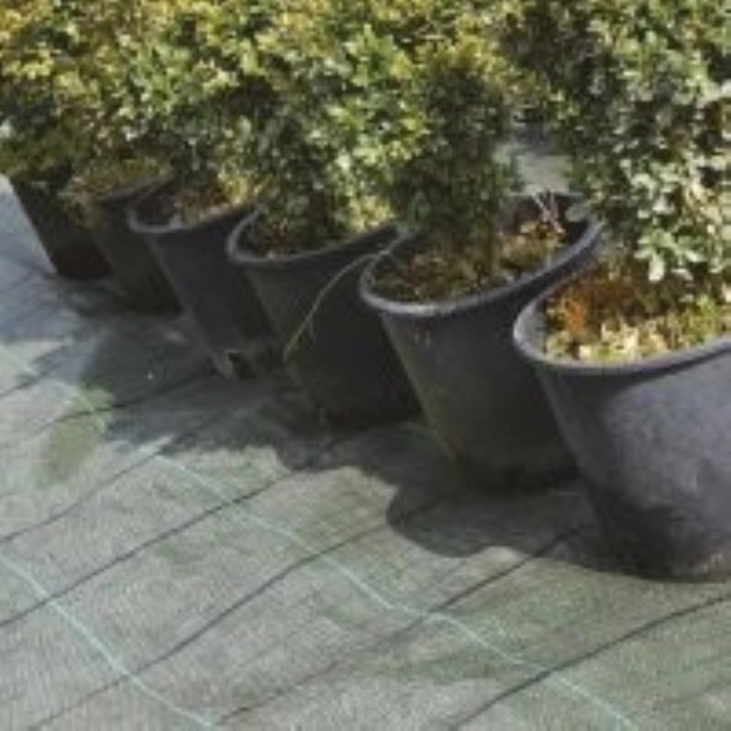 Telo Rete Pacciamatura 100Gr/Mq 1,05H Rotolo Da 100 Metri - Biacchi Ettore
