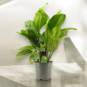 Gardenaria Aglaonema 'Stripes' - Pianta da interno ornamentale Altezza: 65 cm (vaso 17)