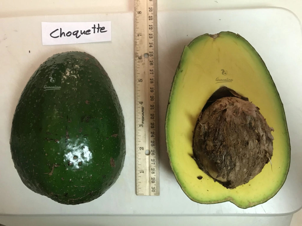 Pianta di avocado choquette innestata frutto grande da 1 kg novità H 80cm
