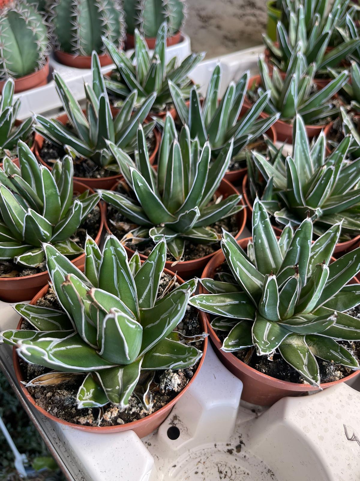 Agave regina vittoria (agave victoriae reginae) vaso 10,5cm foto reali