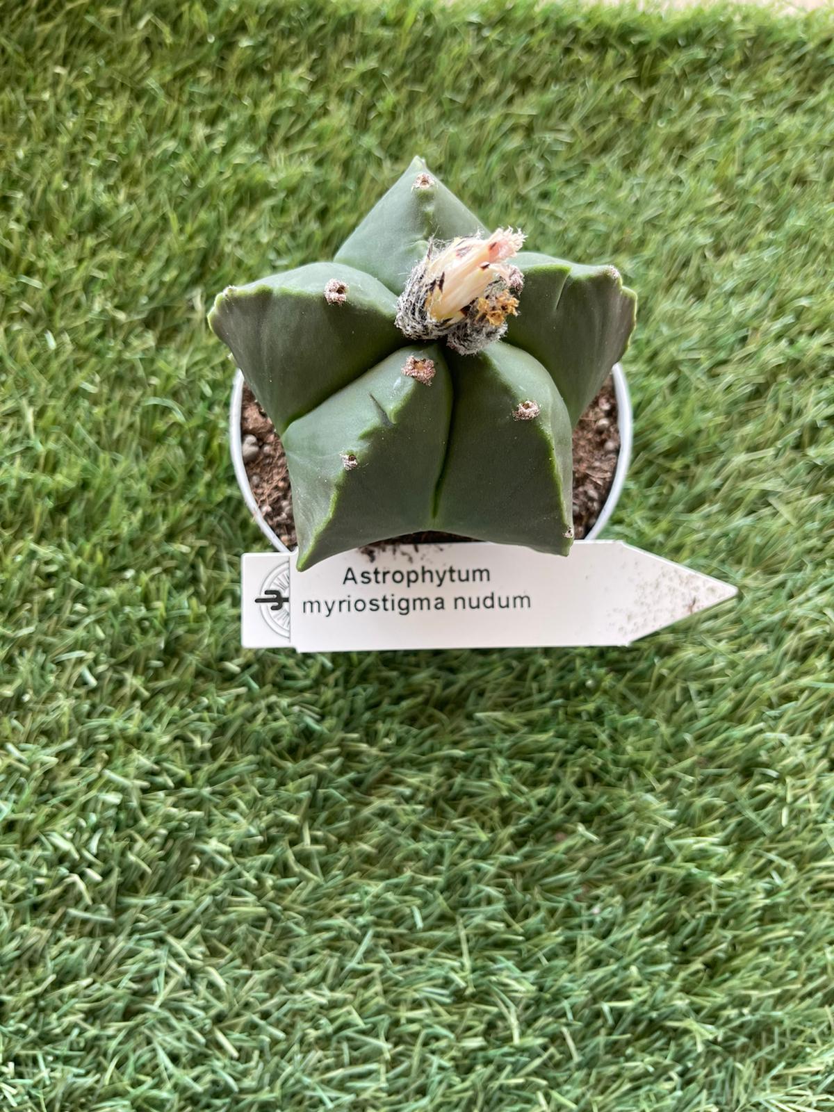 Astrophytum myriostigma quadricostatum nudum vaso 10,5cm foto reale