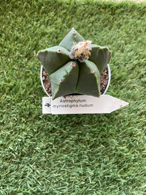 Astrophytum myriostigma quadricostatum nudum vaso 10,5cm foto reale