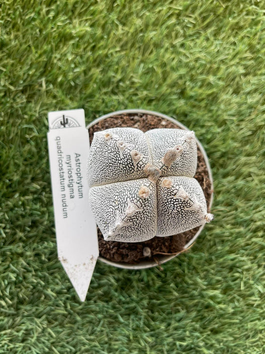 Astrophytum myriostigma quadricostatum vaso 10,5cm foto reali pianta grassa
