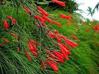 RUSSELIA EQUISETIFORMIS basket 18 foto reali