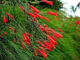 RUSSELIA EQUISETIFORMIS basket 18 foto reali