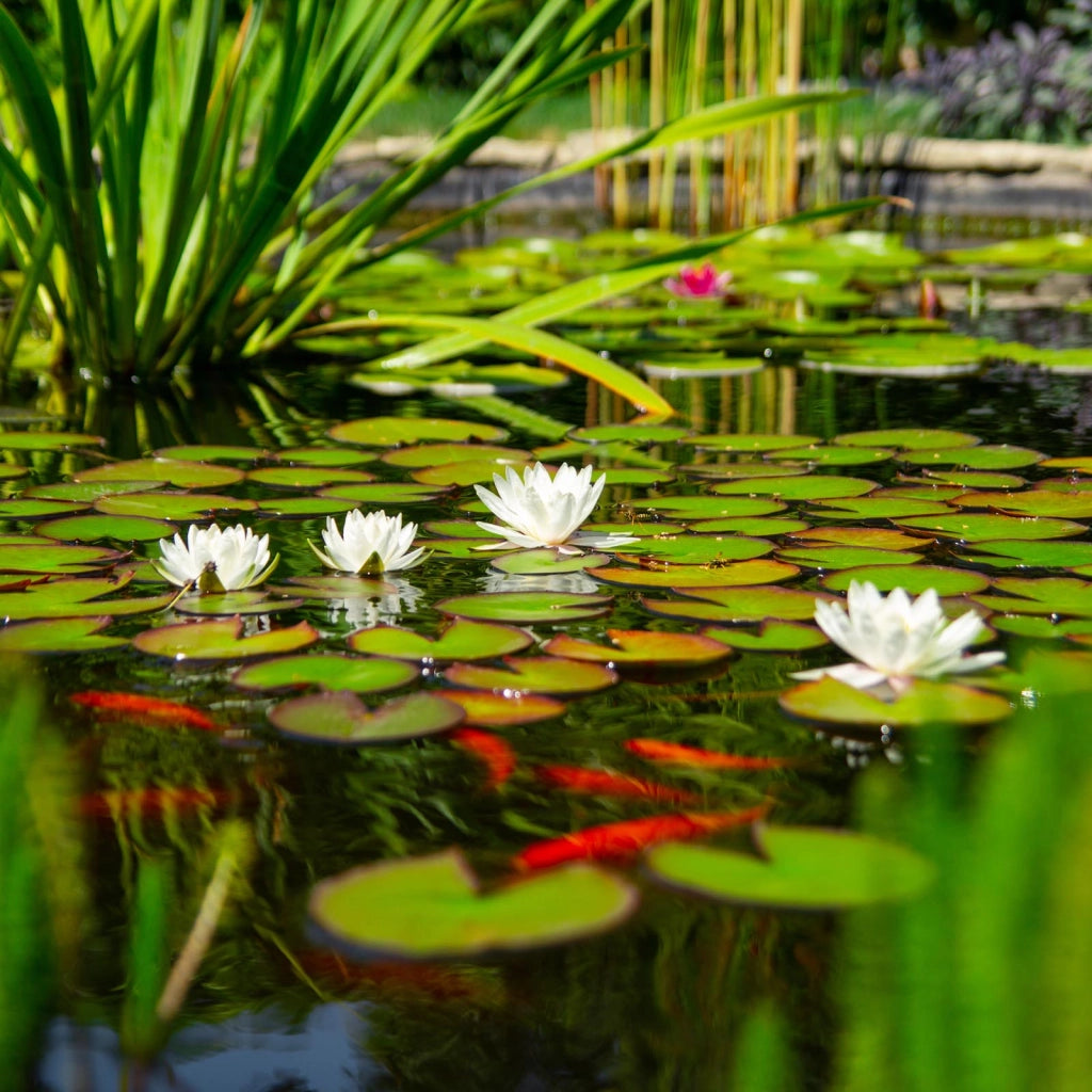 garden moments Alghe Stop 5000 g per 150000 l di acqua di laghetto Elimina le alghe