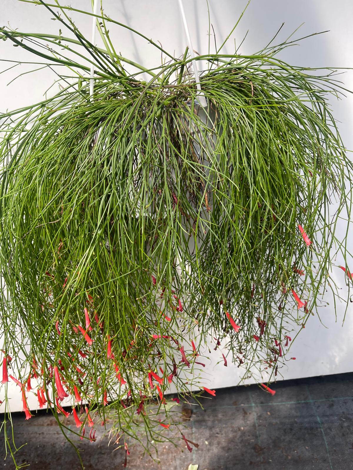 RUSSELIA EQUISETIFORMIS basket 18 foto reali