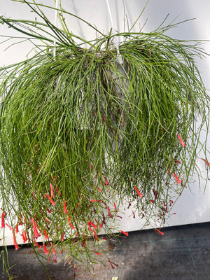 RUSSELIA EQUISETIFORMIS basket 18 foto reali