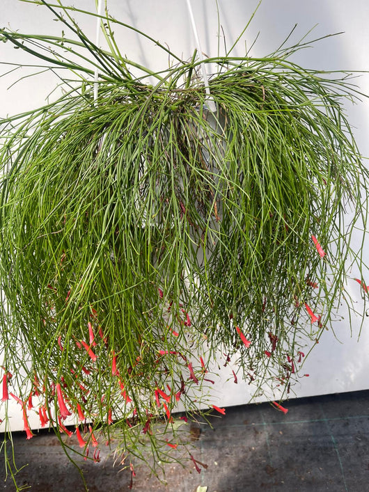 RUSSELIA EQUISETIFORMIS basket 18 foto reali