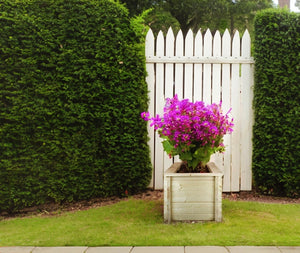 L?aiuola di giardino sopraelevata in legno - 58x58x46 cm - Timbela M617