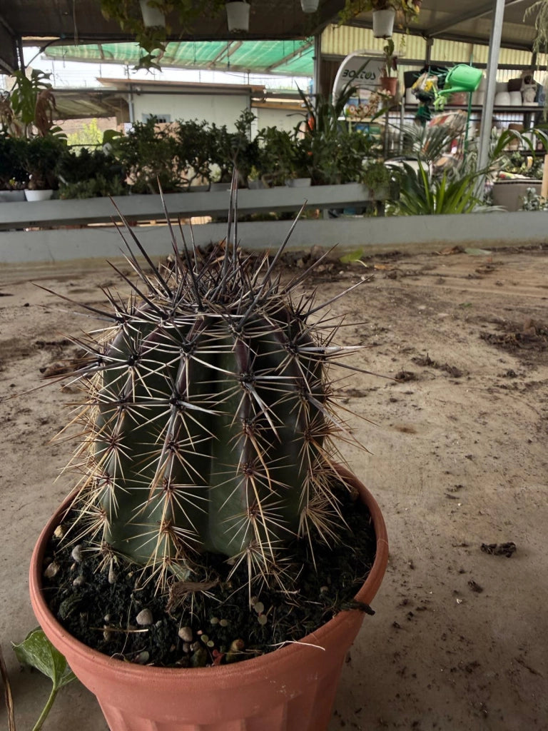 Cactus Saguaro (Carnegiea gigantea) in vaso 13 cm