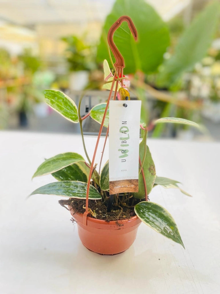 Hoya macrophylla fiore di cera vaso 8 cm foto reali