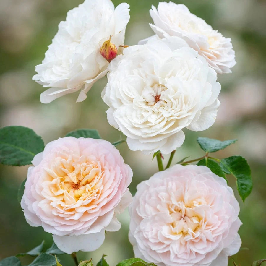 Gardenaria Rosa 'Emily Bronte' - Rosa da giardino Altezza: 40/50 cm (vaso20)