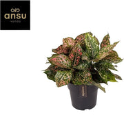 Pianta di Aglaonema con Foglie a Forma di Leopardato Rosa