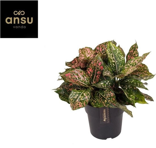 Pianta di Aglaonema con Foglie a Forma di Leopardato Rosa
