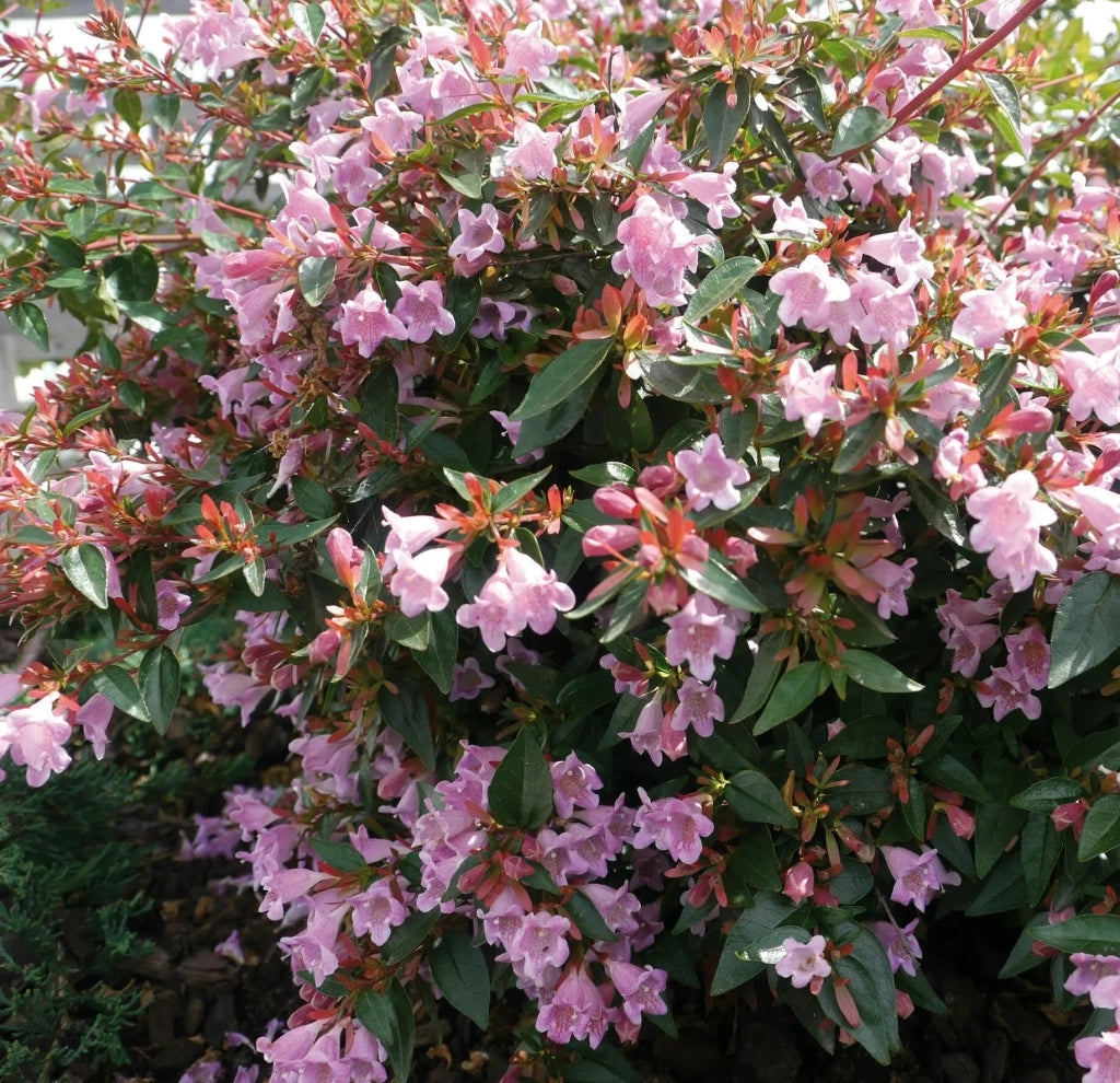 Gardenaria Abelia grandiflora 'Edward Goucher' - Arbusto ornamentale da giardino Altezza: 30/35 cm (vaso19)