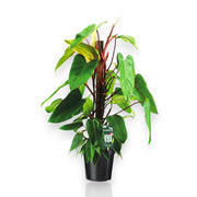 Gardenaria Philodendron 'Red Emerald' - Pianta da interno ornamentale Altezza: 80 cm (vaso 19)