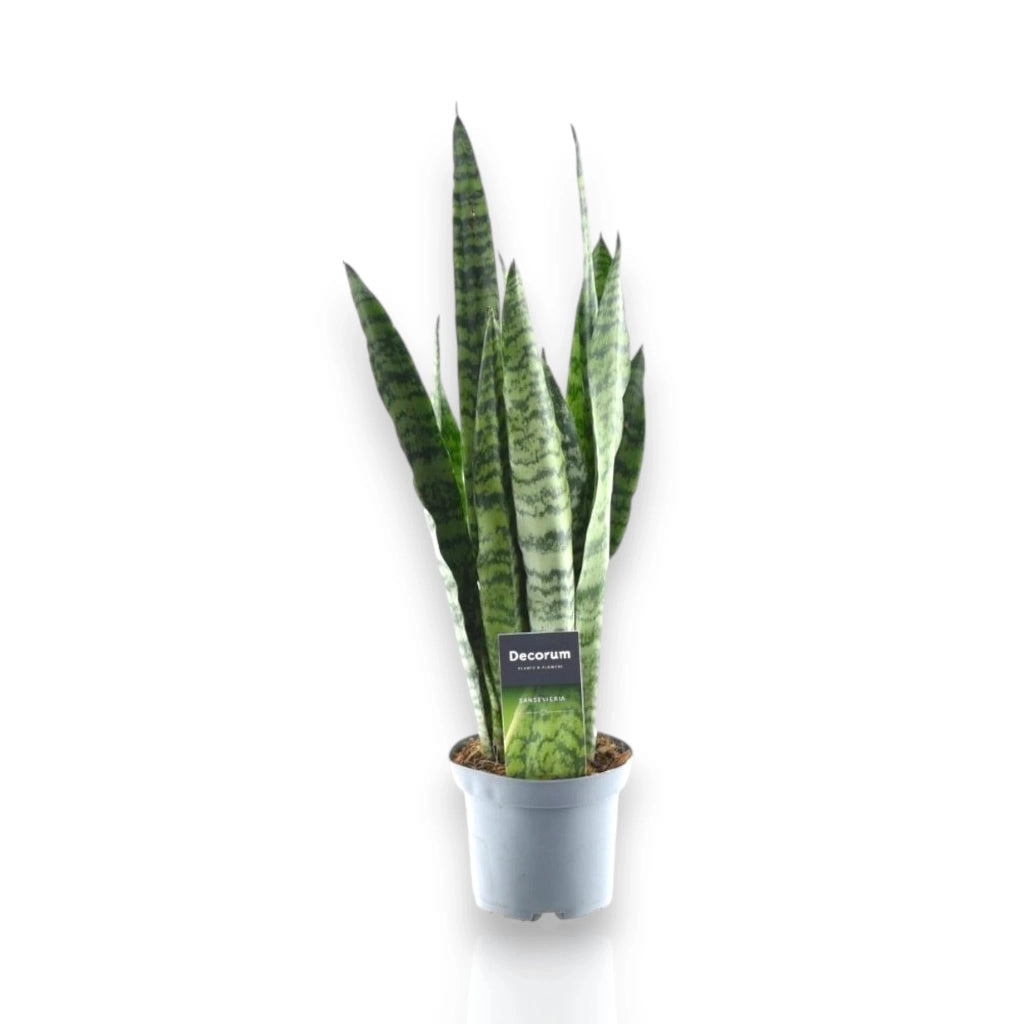 Gardenaria Sansevieria zeylanica - Pianta da interno ornamentale Altezza: 40 cm (vaso 14)