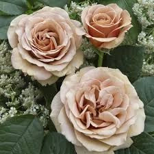 Rosa Mokarosa: eleganza dai toni caffè e fioritura raffinata e originale