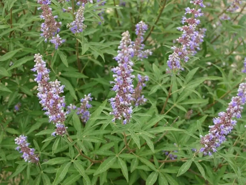 Gardenaria Vitex agnus-castus 'Galactic Pink' - Arbusto ornamentale da giardino Altezza: 40/50 cm (vaso18)