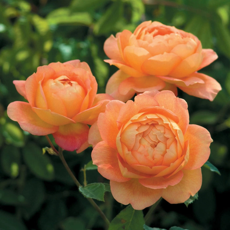 Rosa Barni Lady of Shalott cespuglio rifiorente profumato ornamentale