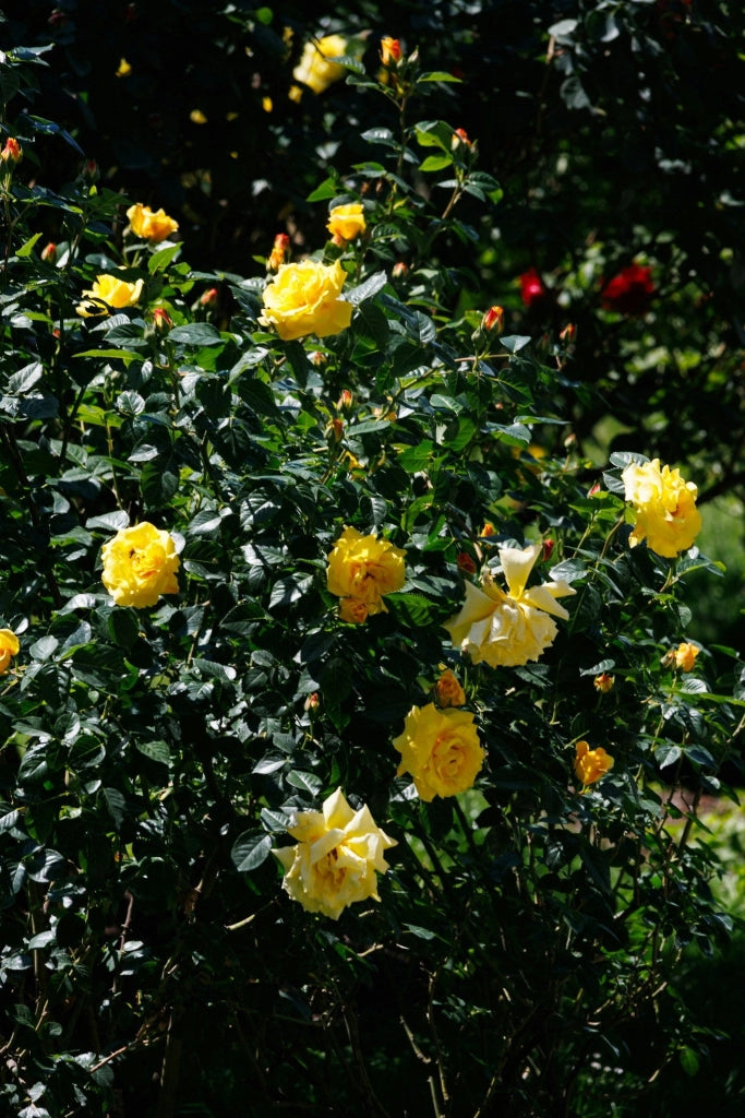 ROSA SEVILLANA GIALLO VASO 18