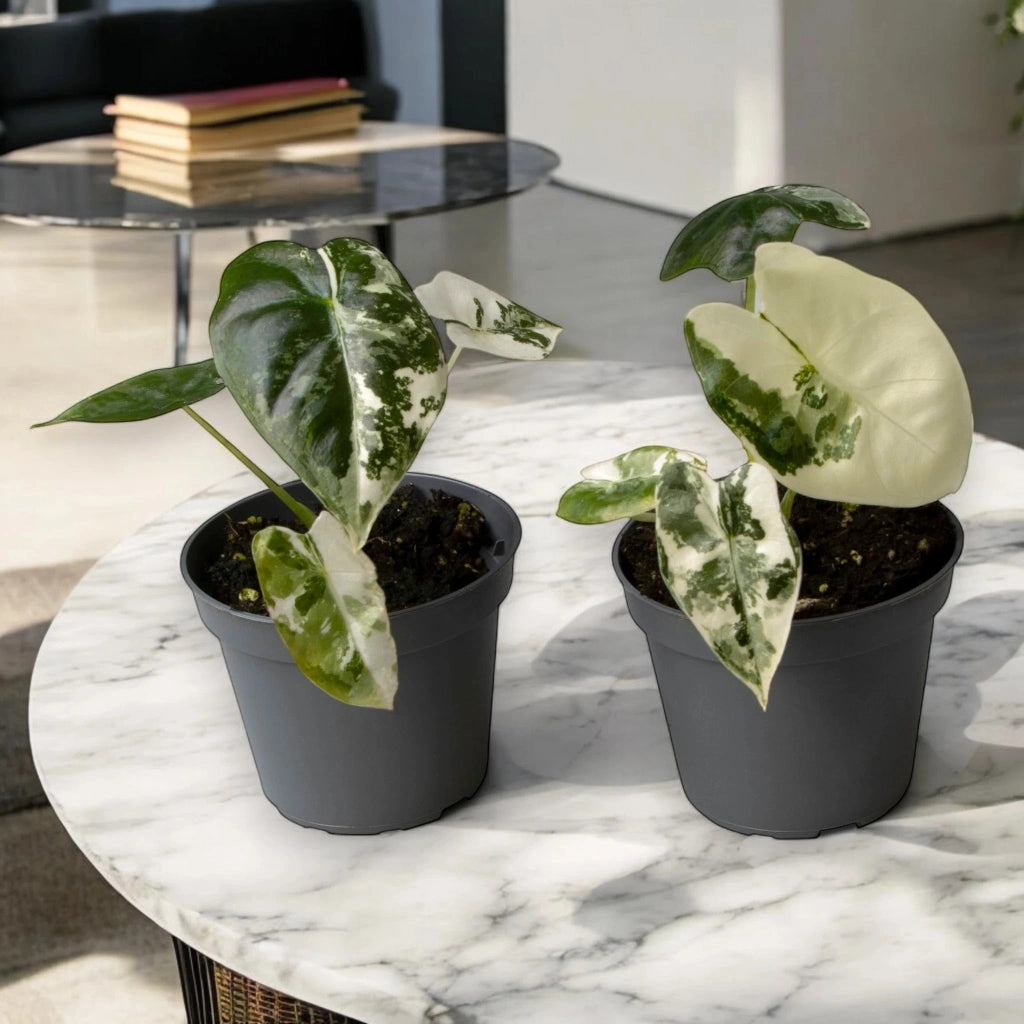 Gardenaria Alocasia variegata - Pianta da interno ornamentale Altezza: 12 cm (vaso 6)