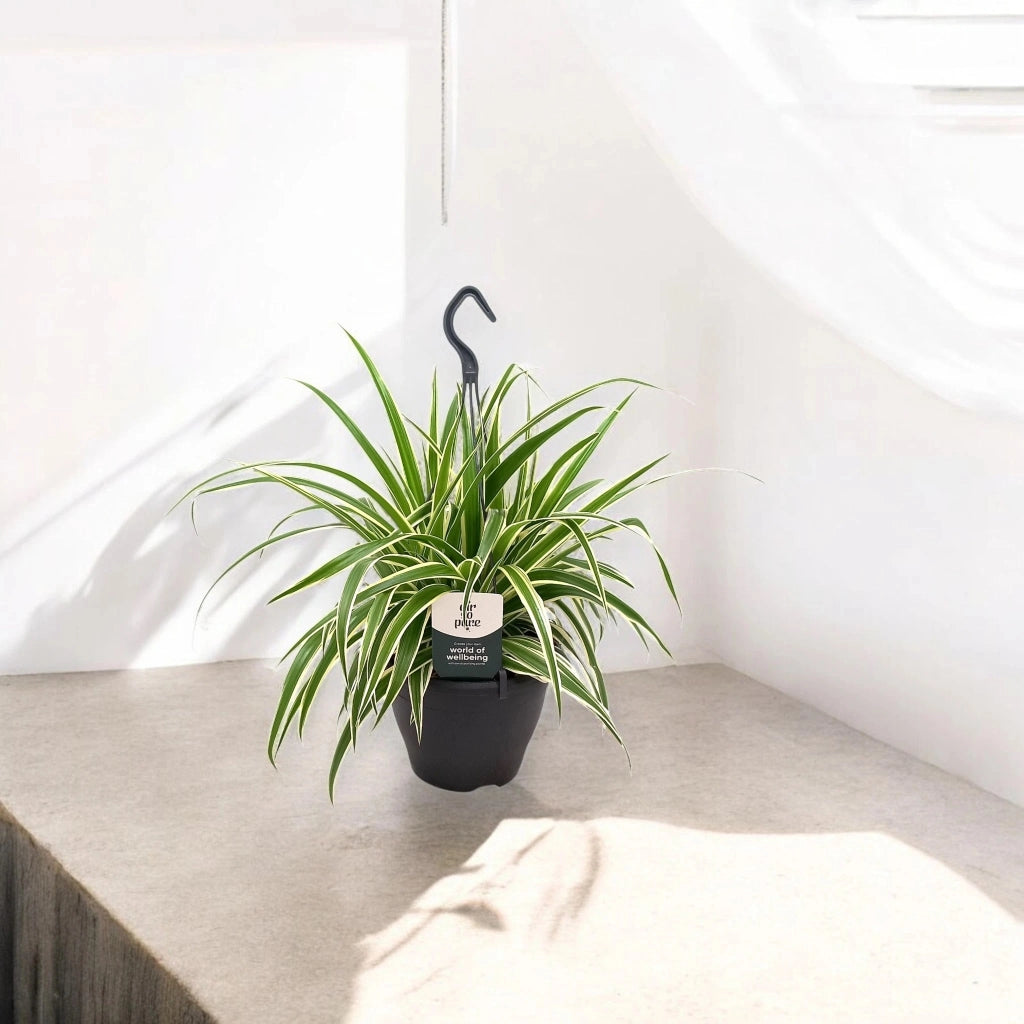 Gardenaria Chlorophytum comosum 'Vittatum' - Pianta da interno ornamentale Altezza: 50 cm (vaso 14)