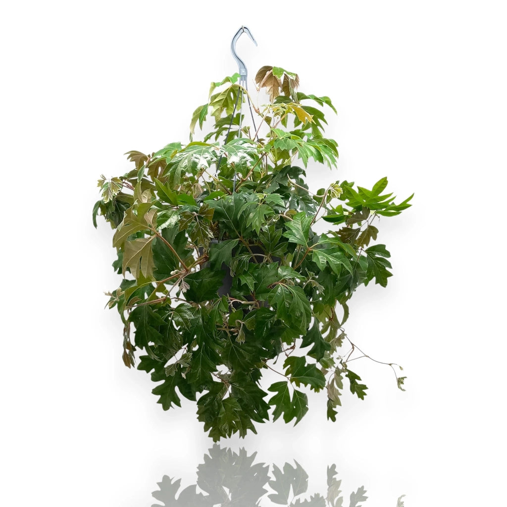 Gardenaria Cissus rhombifolia 'Ellen Danica' - Pianta da interno ornamentale Altezza: 45 cm (vaso 19)