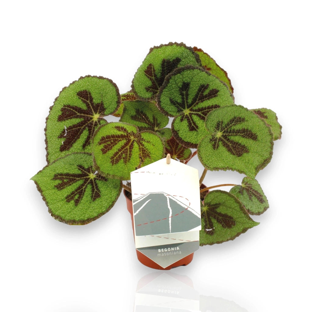 Gardenaria Begonia masoniana - Pianta da interno ornamentale Altezza: 30 cm (vaso 12)
