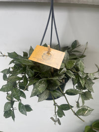 Hoya Lacunosa Splash Fiore di cera vaso 10,5cm foto reali