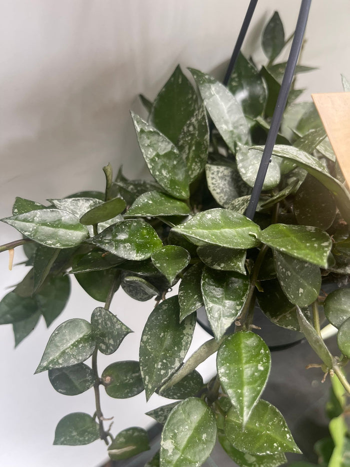 Hoya Lacunosa Splash Fiore di cera vaso 10,5cm foto reali