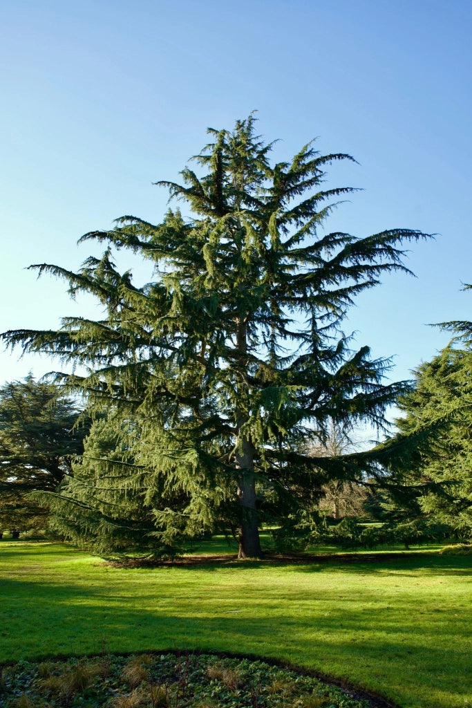 Cedro Cedrus Atlantica Glauca Vaso 40 cm Conifera Sempreverde Arborea