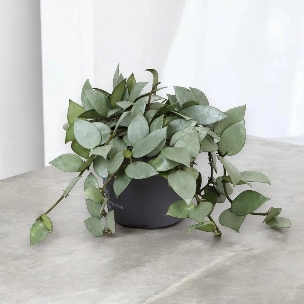 Gardenaria Hoya krohniana 'Eskimo' - Pianta da interno ornamentale Altezza: 15 cm (vaso 12)
