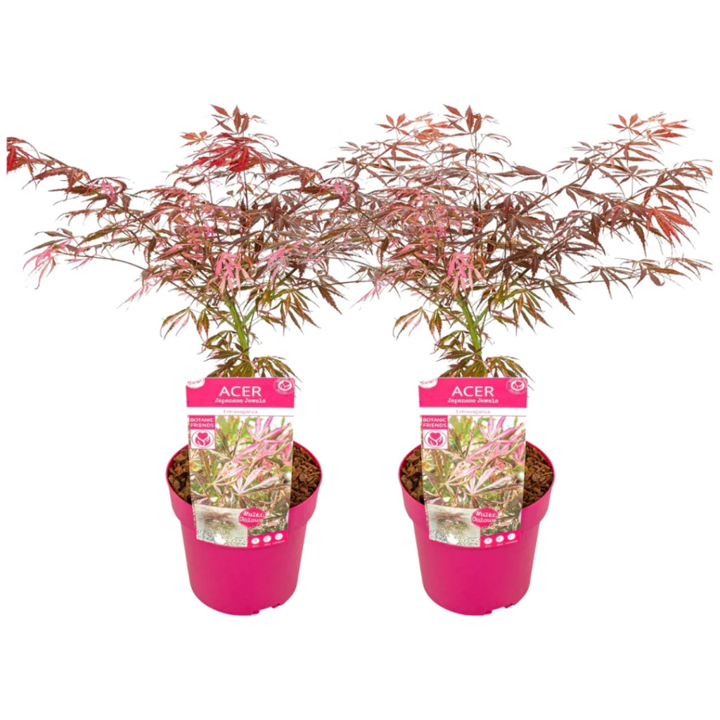 Acer palmatum ‘Extravaganza’ rosa – Acero giapponese ornamentale