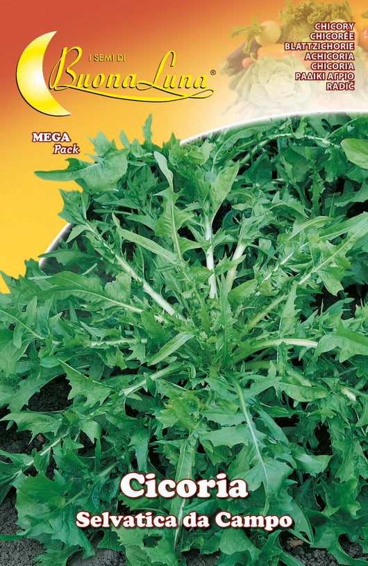 semi orto cicoria selvatica cod:ferx.92528