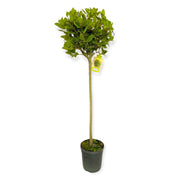 PIANTA di ALLORO AD ALBERELLO Laurus Nobilis VASO 24CM H 140 CM FOTO REALE