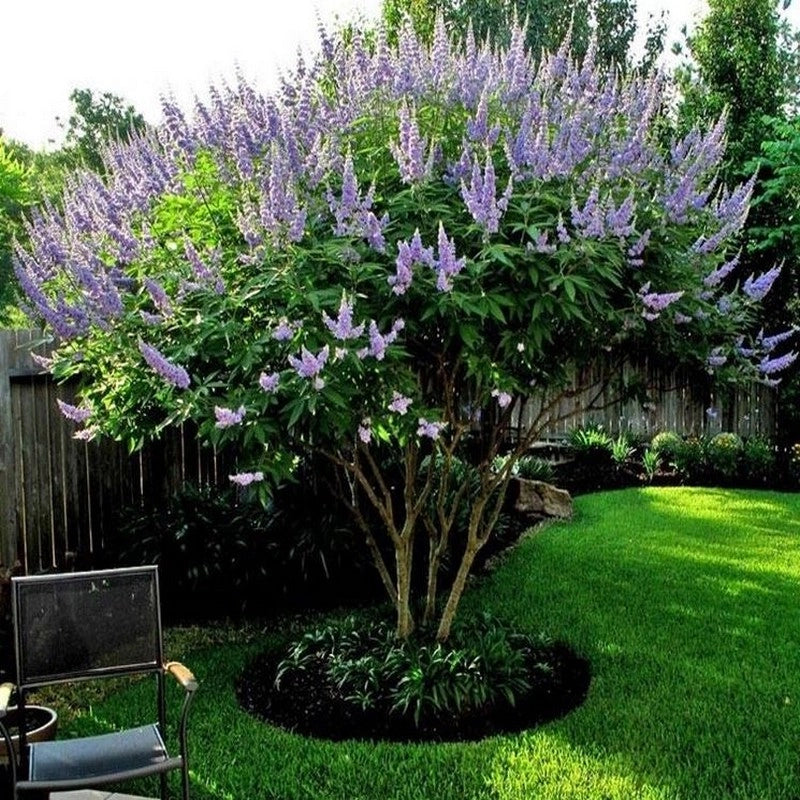 Pianta di Vitex Agnus-Castus Lillà delle indie in vaso 18 cm AMDGarden