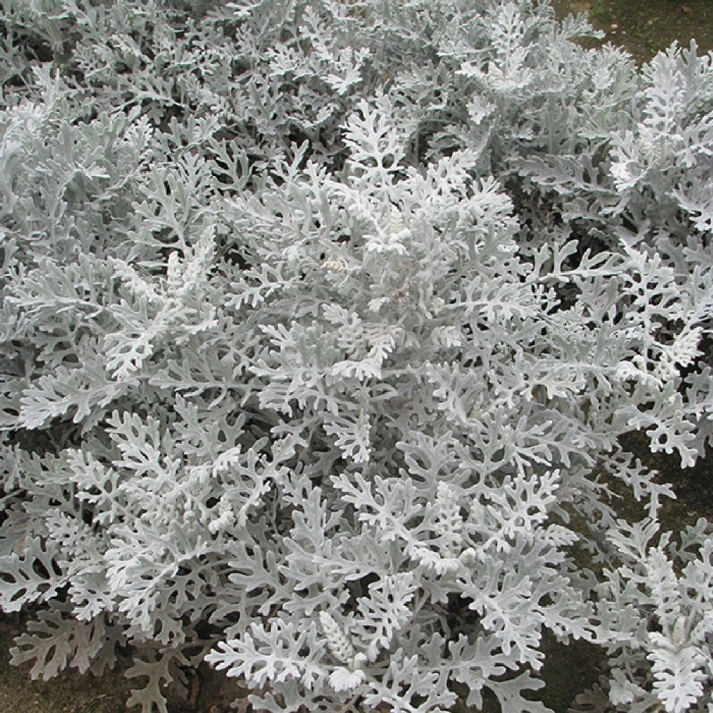 Pianta di CINERARIA SILVER DUST aromatica vaso 18 AMDGarden