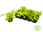 Gardenaria Epipremnum pinnatum 'Golden photos' - Pianta da interno ornamentale Altezza: 40 cm (vaso 15)