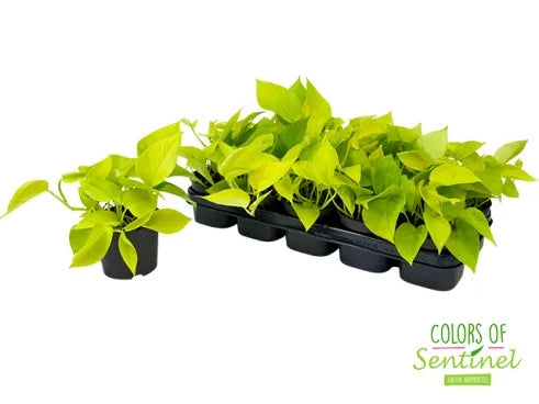 Gardenaria Epipremnum pinnatum 'Golden photos' - Pianta da interno ornamentale Altezza: 40 cm (vaso 15)