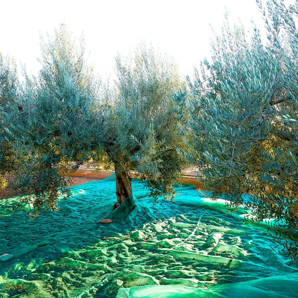 Telo Raccolta Olive 5x10 m Antispina Stabilizzato UV – Alta Resistenza e Massima Efficienza