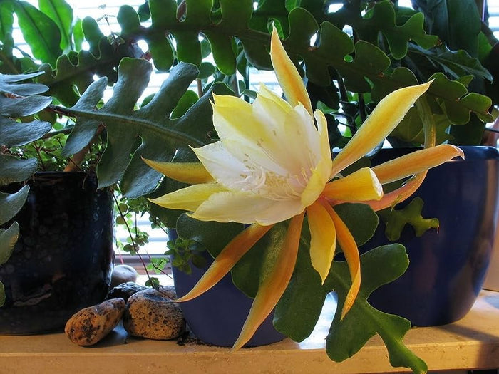 Epiphyllum anguliger Fishbone cactus foto reali vaso 12cm