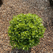 Gardenaria Pittosporo - Pittosporum 'Golf Ball' - Arbusto ornamentale da giardino Altezza: 30/40 cm (vaso19)