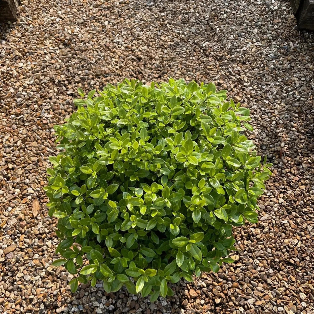 Gardenaria Pittosporo - Pittosporum 'Golf Ball' - Arbusto ornamentale da giardino Altezza: 30/40 cm (vaso19)