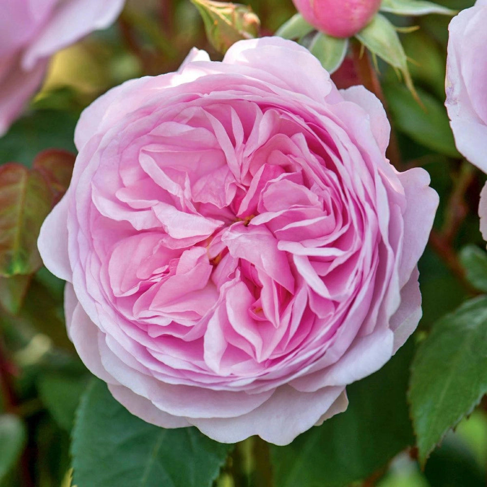 Rosa Barni Olivia Rose Austin cespuglio rifiorente profumato
